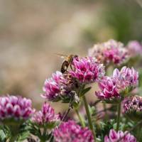 ELEONORE PIOCHE - PIOCHE ELEONORE